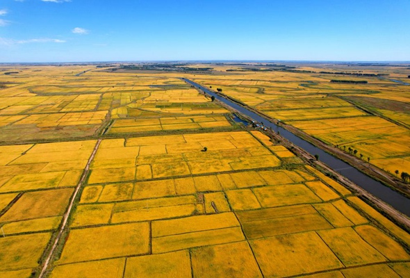 “黄金水稻带”的稻农为何争产绿色大米？