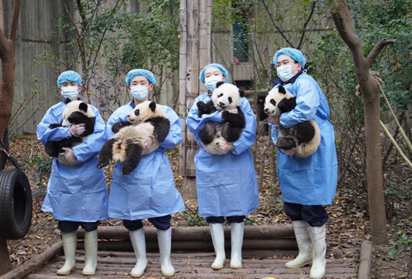 成都大熊猫繁育研究基地：新春“打卡”大熊猫