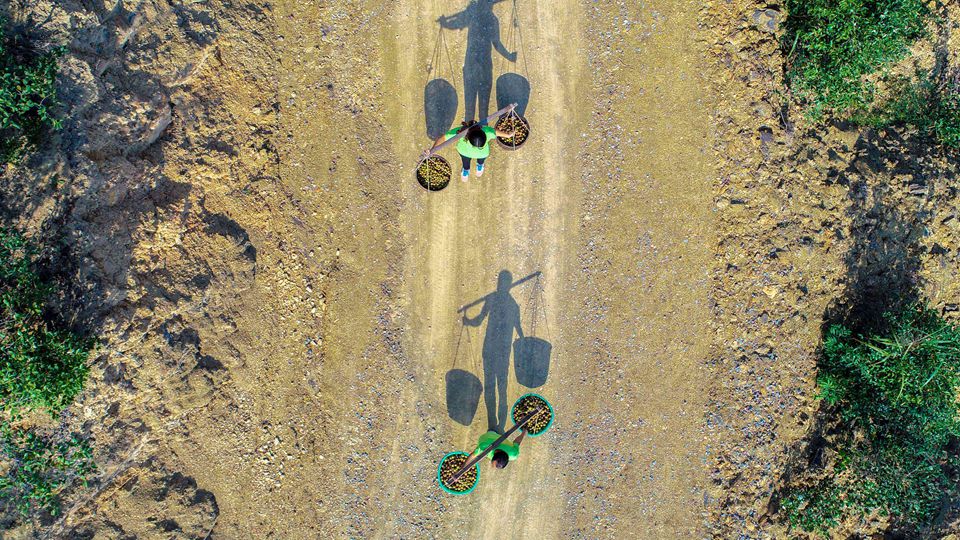 重庆酉阳：油茶富民