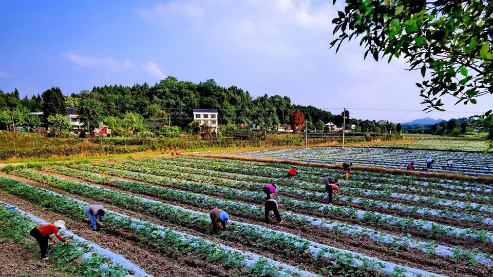 四川绵阳游仙区：田野“五线谱”