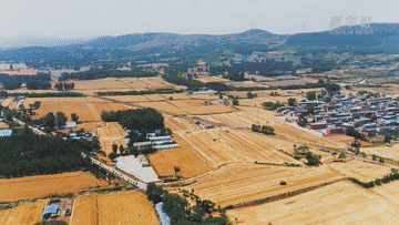 麦收新事|麦香,飘向远方