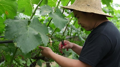 秦岭脚下，“95后”新农人播撒新希望