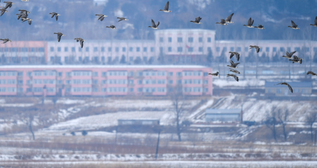 吉林琿春：擦亮候鳥遷徙的“星級驛站”