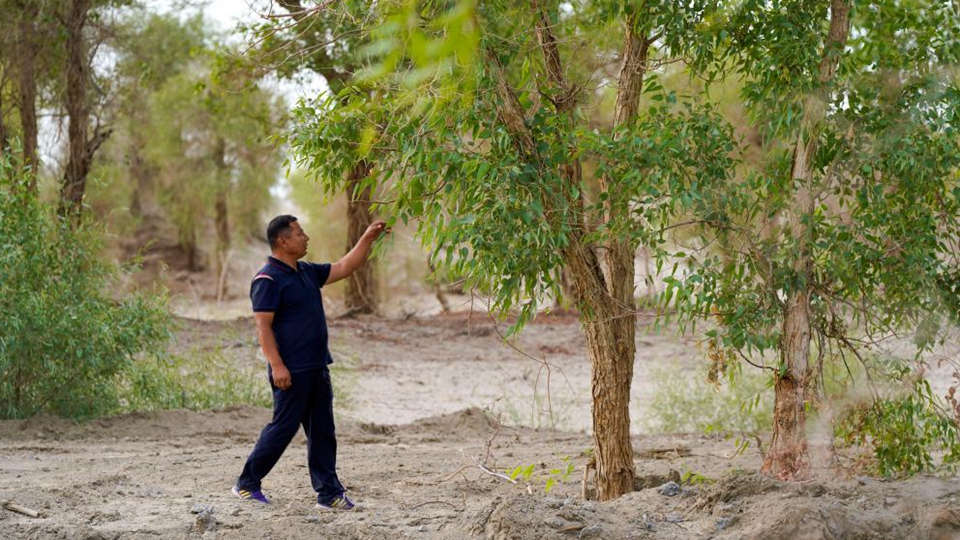 我在塔克拉玛干沙漠守护胡杨