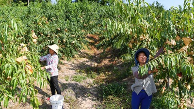 重慶萬州：桃、李産業美了山鄉富了民