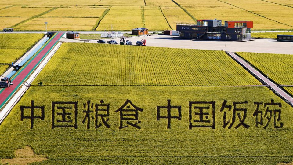 中國故事丨筑牢“中華糧倉” 中國第一產糧大省走出十年豐產路