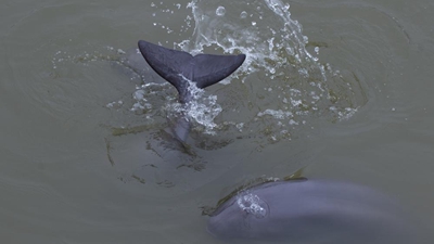 使母亲河永葆生机活力&mdash;&mdash;长江生态保护的一线故事