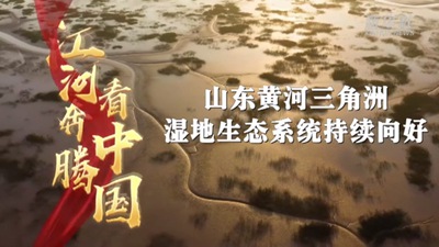 山东黄河三角洲湿地生态系统持续向好