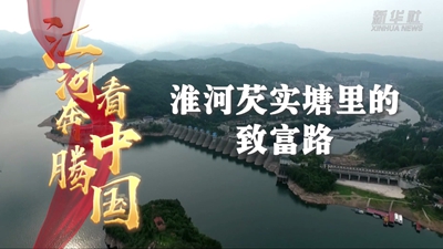 淮河芡实塘里的致富路