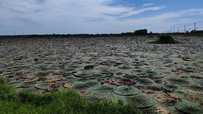 淮河蓄洪区芡实种植户的新生活