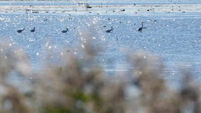 &ldquo;江河奔腾看中国&rdquo;系列直播｜松花江上的美丽新画卷