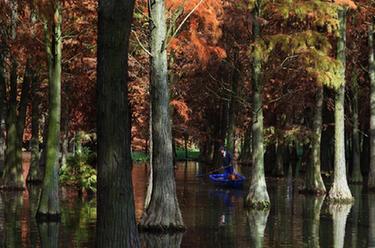 上海：&ldquo;水上森林&rdquo;枝头尽染 风景如画