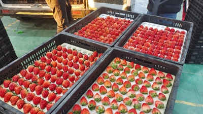 新春走基层丨草莓产销旺，农闲变农忙——江苏泰州乡村产业富民见闻