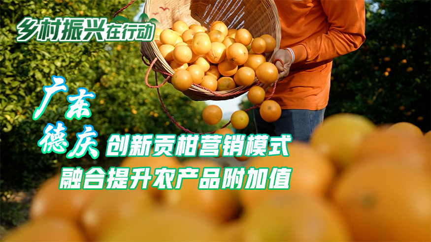 廣東德慶：創新貢柑營銷模式 融合提升農產品附加值