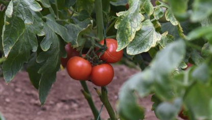 新基走基层丨山东聊城：番茄品种研发开辟新赛道 找回“老味道”