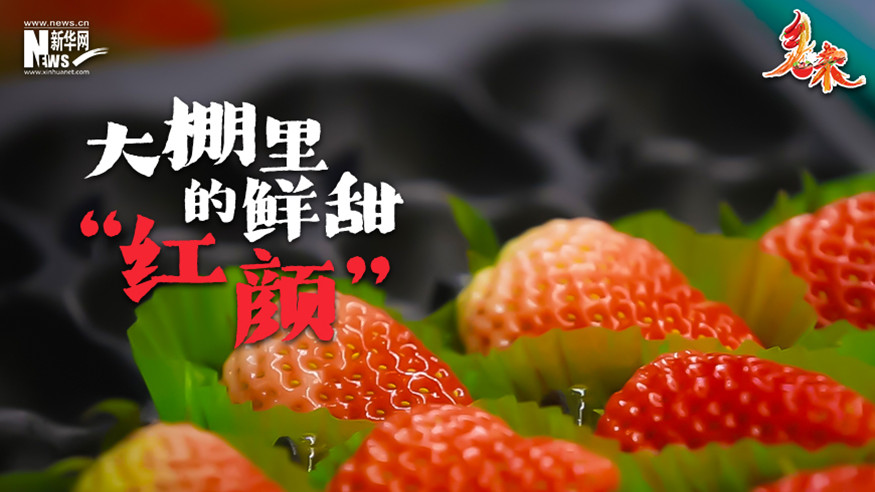 鄉味｜東港草莓：大棚里的鮮甜“紅顏”