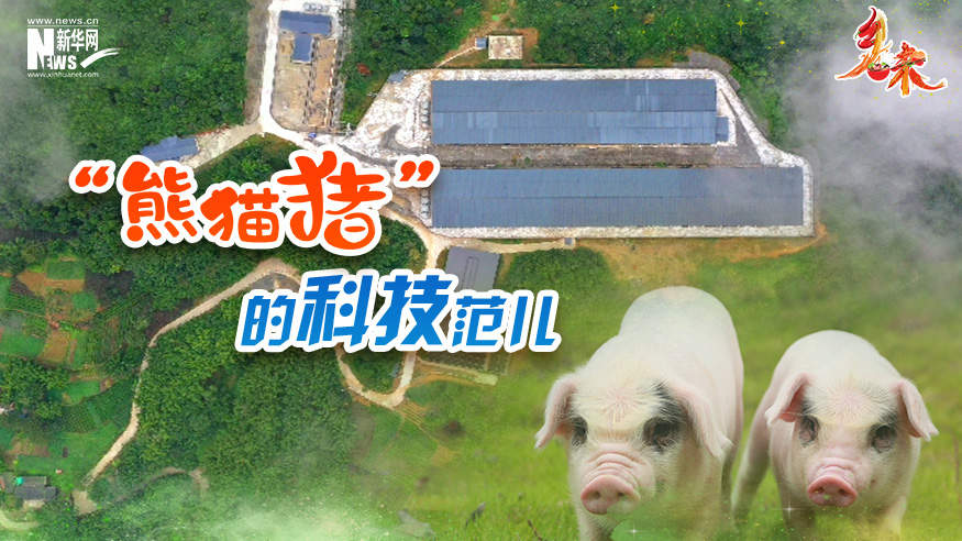鄉味｜重慶榮昌：“熊貓豬”的科技范兒