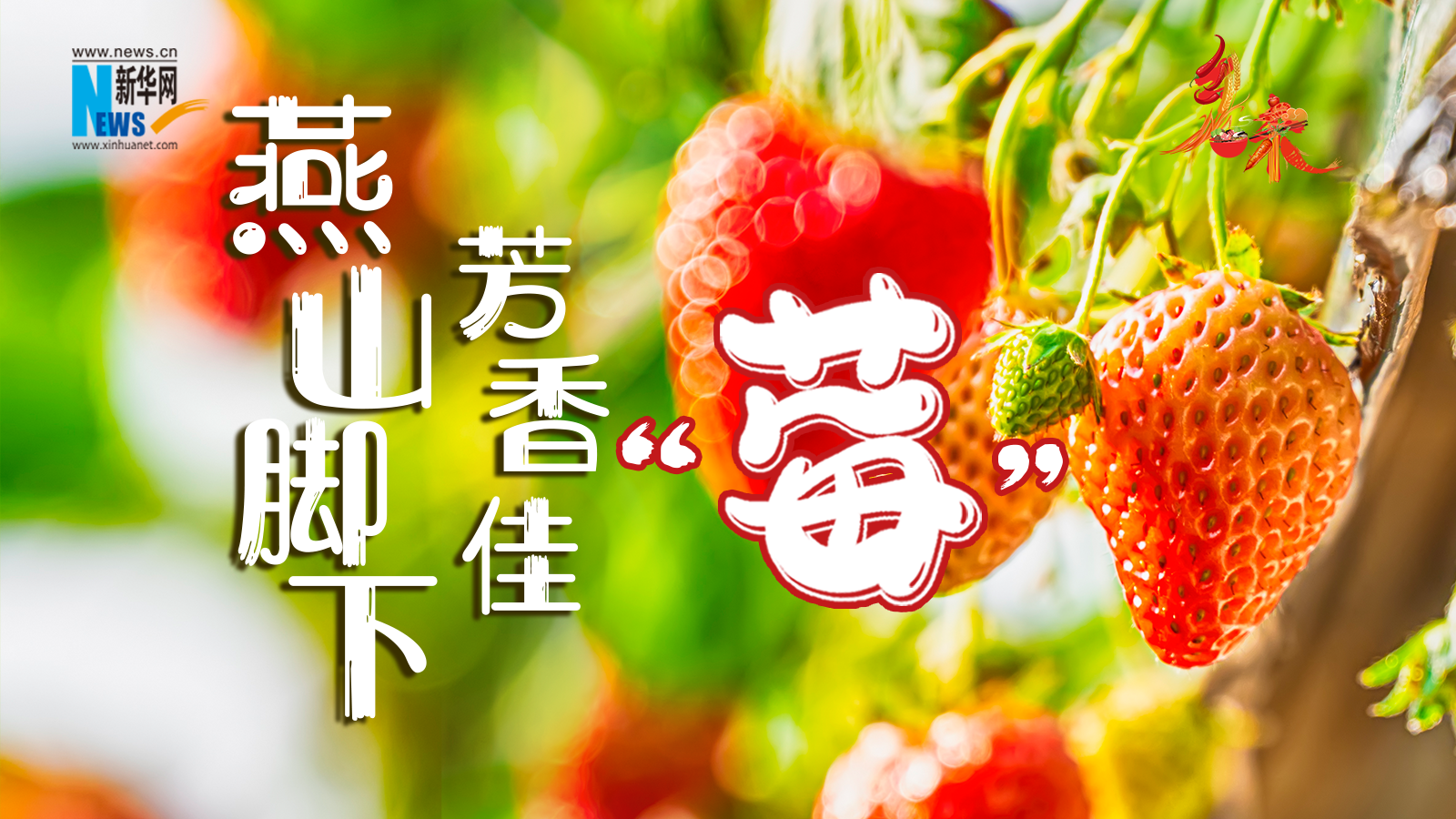 鄉味｜北京昌平：燕山腳下的芳香佳“莓”