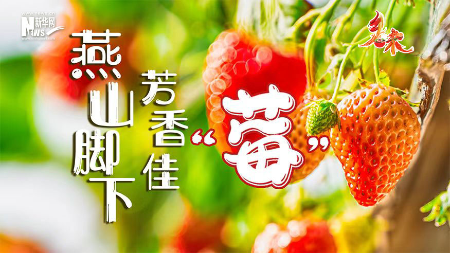 乡味｜北京昌平：燕山脚下的芳香佳“莓”