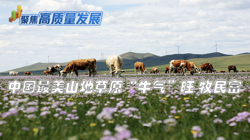 中國最美山地草原“牛氣”旺 牧民富
