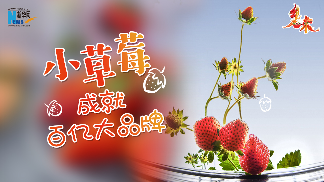 乡味｜安徽长丰：小草莓成就百亿大品牌