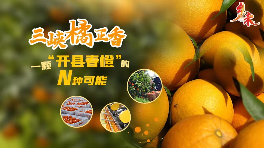 鄉味丨三峽橘正香：一顆“開縣春橙”的N種可能
