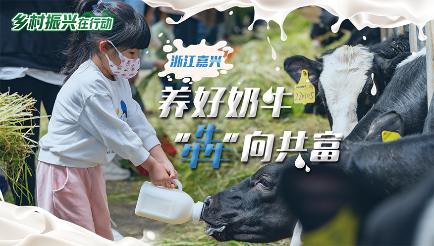 浙江嘉兴：养好奶牛，“犇”向共富