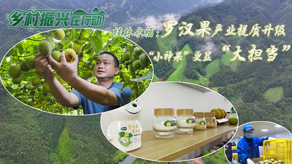 桂林永福：羅漢果產業提質升級 “小神果”更顯“大擔當”