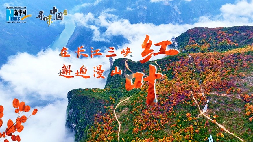 在长江三峡邂逅漫山红叶