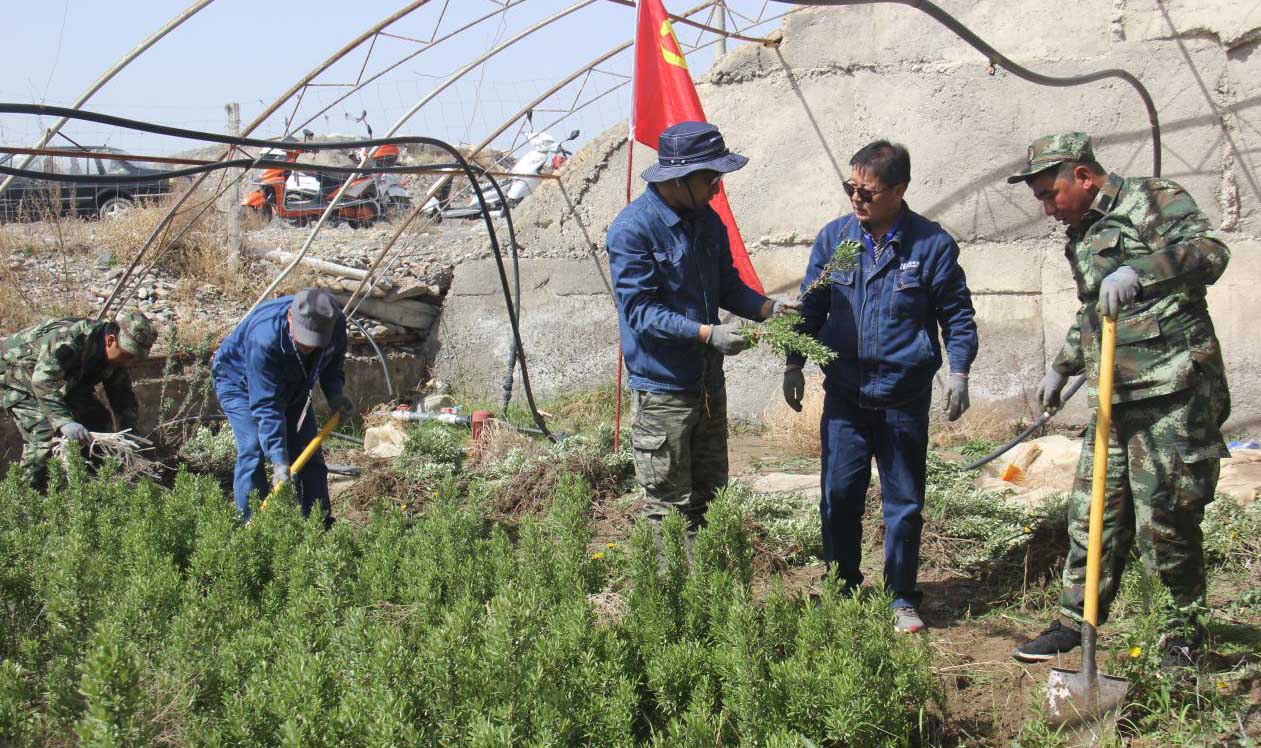 新疆 天山腳下種出“金豆豆”--華能新疆別迭裏村駐村工作隊沙棘種植工作紀實