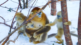 &ldquo;喊一嗓子，它们就会拖家带口地出来&rdquo;