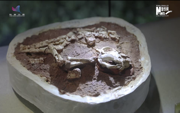 河南自然博物馆——探秘地球生态奇迹