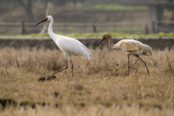 国际珍稀动物保护日丨白鹤：傍水而栖的翩翩仙子