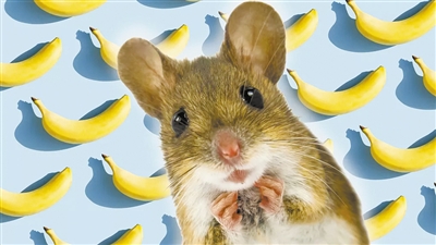 “公鼠怕香蕉 原因竟是母鼠护子心切