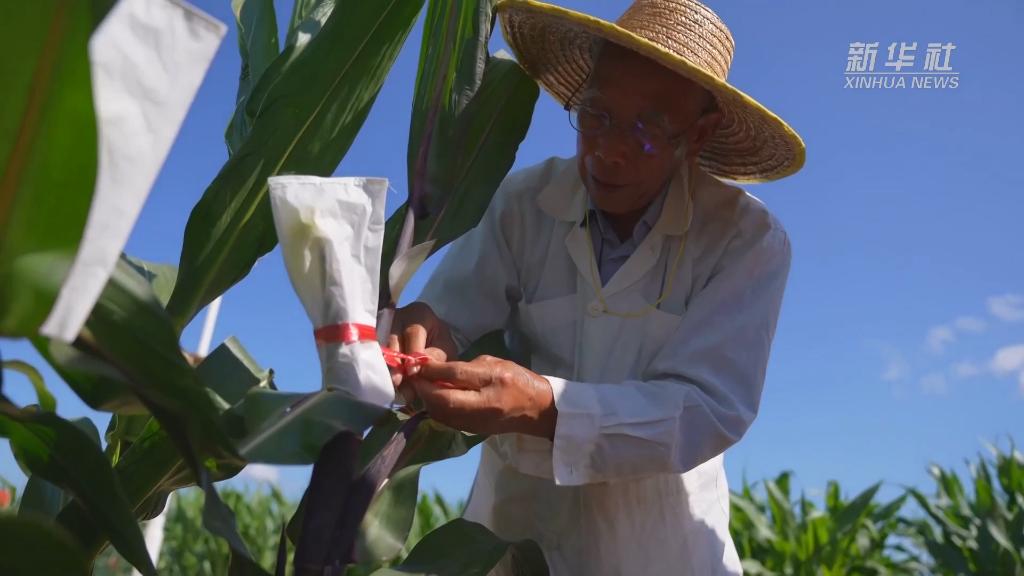 微纪录片 | “玉米种子就是我的生命”