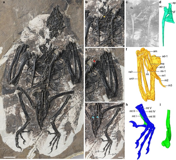 远古发现丨这种白垩纪鸟类，长着恐龙头骨