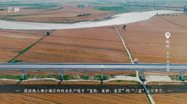 芒种——仲夏已至，麦黄梅熟