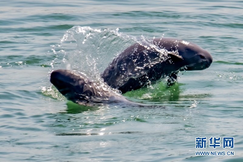 长江江豚——水生态系统健康状况的