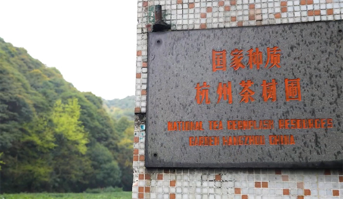 【智惠农民】种子的力量:揭秘国家茶树种质资源圃的“宝藏基因” 【智惠农民】种子的力量:揭秘国家茶树种质资源圃的“宝藏基因”