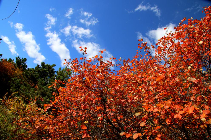 黄栌：北国深秋最灿烂的色彩