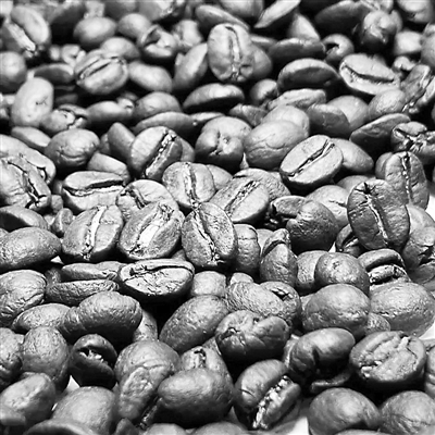 我国首个咖啡发酵专用微生物菌种资