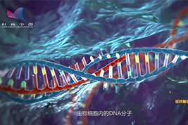 修复&ldquo;生命密码&rdquo;&mdash;&mdash;DNA