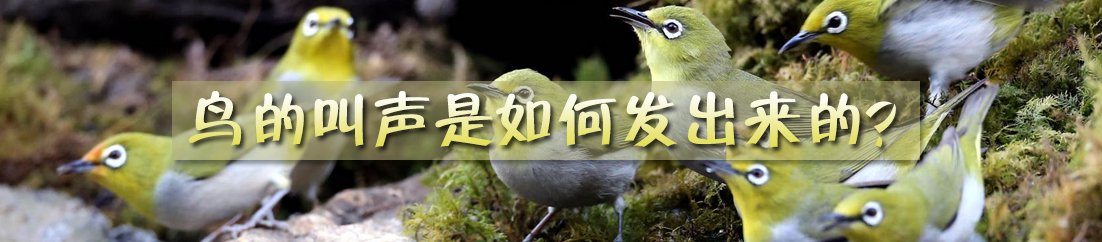 发声器官&mdash;&mdash;鸟的叫声是如何发出来的？