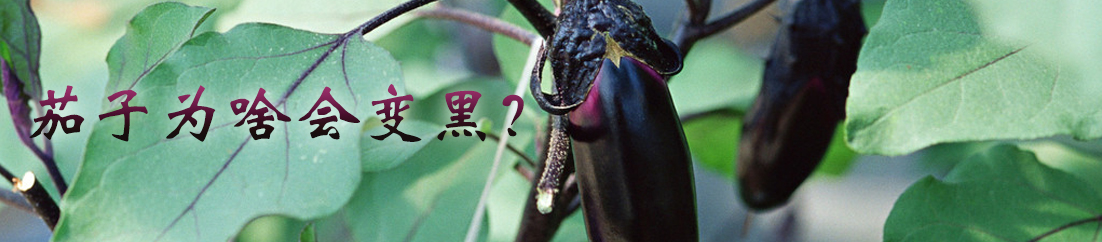 茄子为啥会变黑？