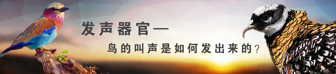 发声器官&mdash;&mdash;鸟的叫声是如何发出来的？