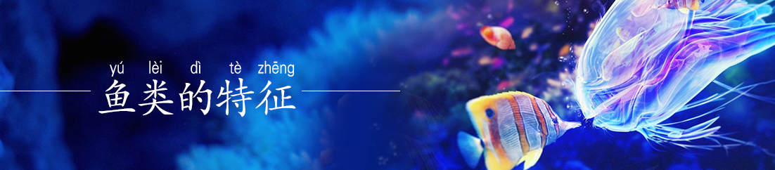 【漫画】鱼类的特征