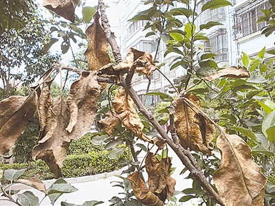 植物激素：神奇的&ldquo;生命编码&rdquo;