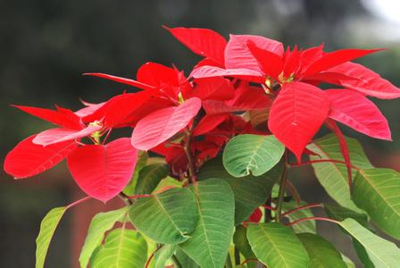 鲜艳的圣诞红，是真花瓣还是假花瓣