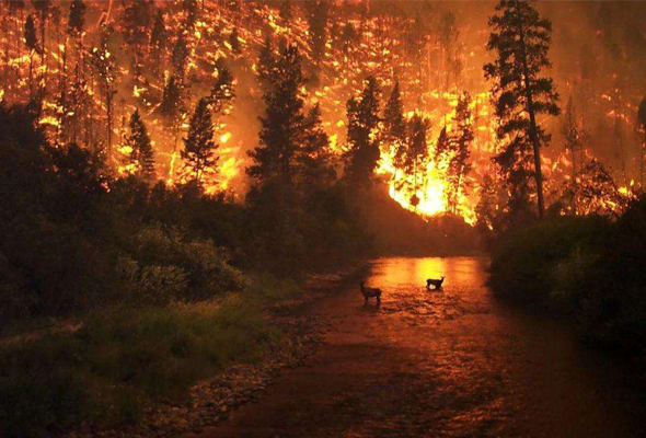 关于森林火灾，这些事要知道！