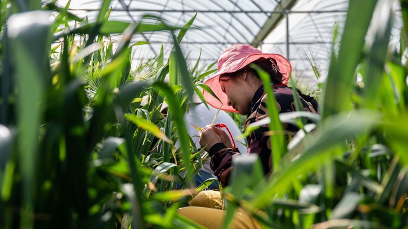 一粒种子的&ldquo;星火燎原&rdquo;&mdash;&mdash;&ldquo;元谋人&rdquo;故乡新传